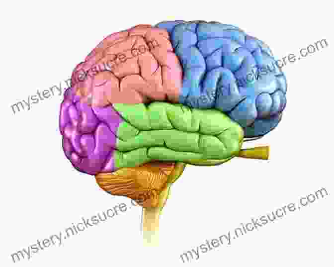 A Colorful Representation Of The Human Brain, With Different Regions Highlighted To Represent Different Functions. Seven And A Half Lessons About The Brain