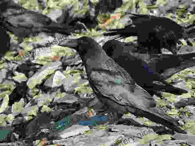 A Large Flock Of Black Crows Perched On A Rocky Shoreline, With Snow Capped Mountains In The Background Crowned Crows Of Thorne Point: A Dark New Adult Romantic Suspense