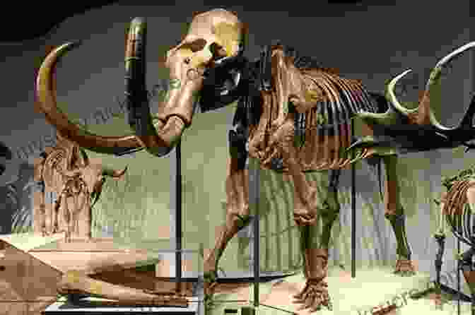 A Large, Fossilized Mammoth Skeleton On Display In A Museum The Mammoth Of Arthurian Legends (Mammoth 162)