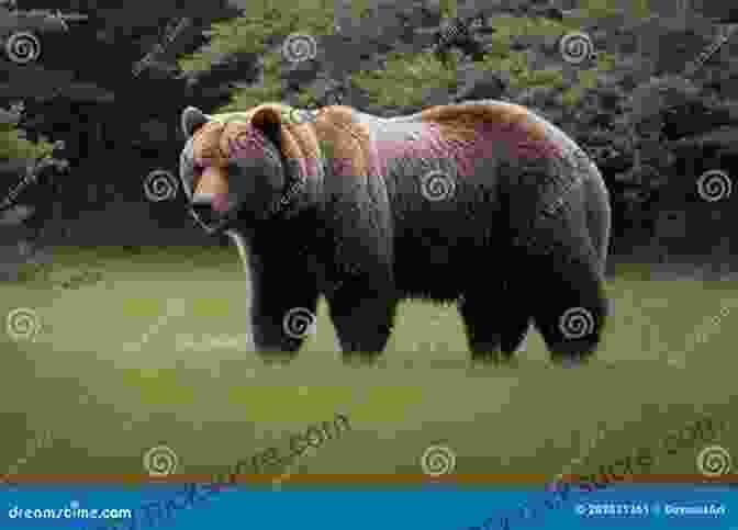 A Majestic Grizzly Bear Stands Amidst A Verdant Forest, Its Piercing Gaze Scanning The Surroundings. Call Of The American Wild: A Tenderfoot S Escape To Alaska