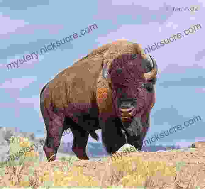 A Photo Of A Bison In Yellowstone National Park. The Discovery Of Yellowstone Park: Discovery Of Park