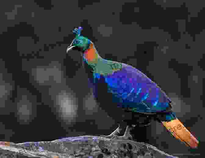 A Vibrant Himalayan Monal Perched On A Branch Against A Backdrop Of Snow Capped Mountains Birds Of Bhutan And The Eastern Himalayas (Helm Field Guides)