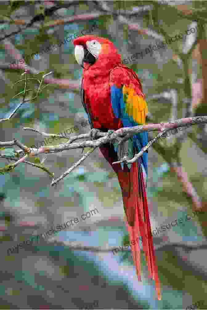 A Vibrant Yet Endangered Macaw Sits Perched On A Branch In The Amazon Rainforest, Its Plumage Reflecting The Vibrant Colors Of Its Home. Call Of The American Wild: A Tenderfoot S Escape To Alaska