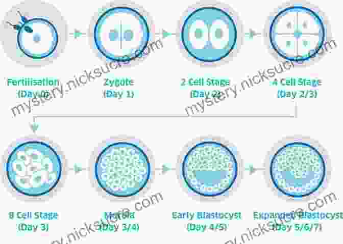 Embryo Development From 2 Cell Stage To Blastocyst Stage. Atlas Of Oocytes Zygotes And Embryos In Reproductive Medicine