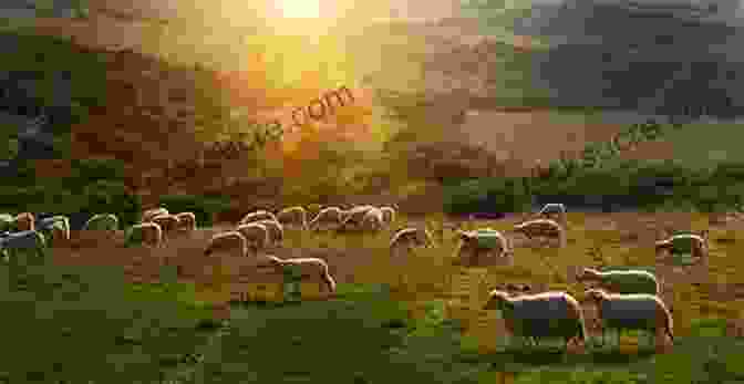 Group Of Sheep Grazing On A Grassy Hillside With Snow Capped Mountains In The Background Chilcotin Yarns Bruce Watt