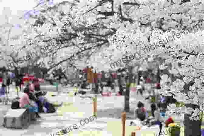 Japanese People Admiring Cherry Blossoms Japanese Mind: Understanding Contemporary Japanese Culture