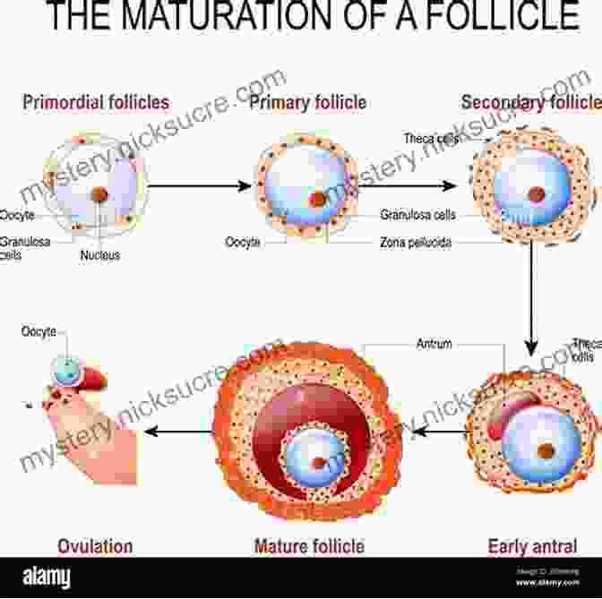 Oocyte Development From Primary Follicle To Mature Oocyte. Atlas Of Oocytes Zygotes And Embryos In Reproductive Medicine