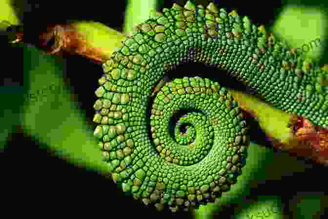 Spiral Patterns In Nature The Spiritual Life And The Spiral Way : Two Classic By Evelyn Underhill In One Volume