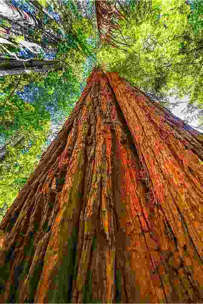 The Towering Redwood Trees Of California Stand Tall Against The Backdrop Of A Fiery Sunset, Their Branches Reaching Towards The Heavens. Call Of The American Wild: A Tenderfoot S Escape To Alaska