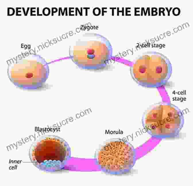 Zygote Development From Pronuclear Stage To 2 Cell Stage. Atlas Of Oocytes Zygotes And Embryos In Reproductive Medicine